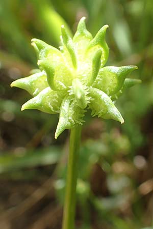 Ranunculus muricatus \ Stachelfrchtiger Hahnenfu / Rough-Fruited Buttercup, Chios Olimbi 1.4.2016