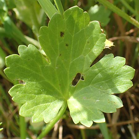 Ranunculus muricatus \ Stachelfrchtiger Hahnenfu / Rough-Fruited Buttercup, Chios Olimbi 1.4.2016