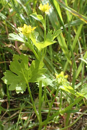 Ranunculus muricatus \ Stachelfrchtiger Hahnenfu / Rough-Fruited Buttercup, Chios Olimbi 1.4.2016