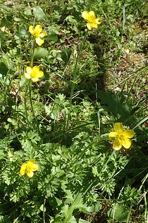 Ranunculus rumelicus \ Rumelischer Hahnenfu / Rumelian Buttercup, Chios Viki 31.3.2016