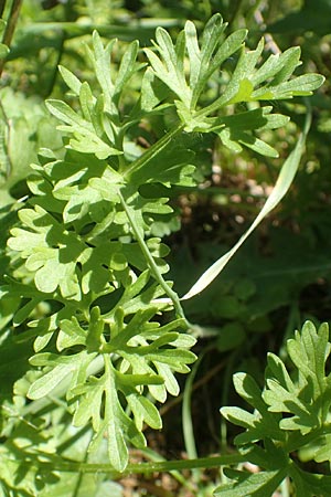 Ranunculus rumelicus \ Rumelischer Hahnenfu / Rumelian Buttercup, Chios Viki 31.3.2016
