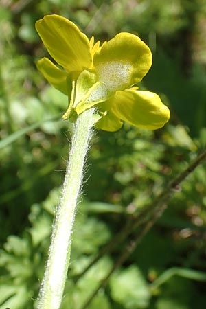 Ranunculus rumelicus \ Rumelischer Hahnenfu / Rumelian Buttercup, Chios Viki 31.3.2016