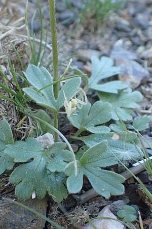 Ranunculus reuterianus \ Reuters Hahnenfu / Reuter's Buttercup, Chios Viki 31.3.2016