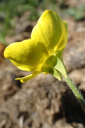 Ranunculus reuterianus \ Reuters Hahnenfu / Reuter's Buttercup, Chios Viki 31.3.2016