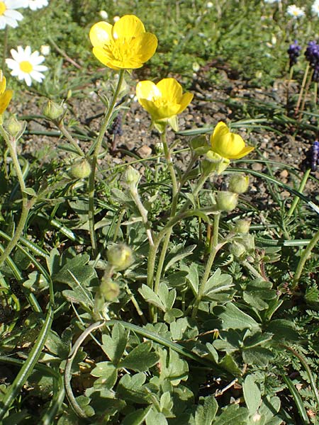 Ranunculus reuterianus \ Reuters Hahnenfu / Reuter's Buttercup, Chios Viki 31.3.2016