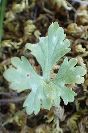 Ranunculus sprunerianus \ Spruners Hahnenfu / Spruner's Buttercup, Chios Anavatos 28.3.2016