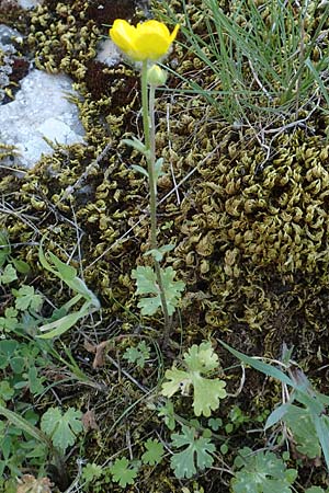 Ranunculus sprunerianus \ Spruners Hahnenfu / Spruner's Buttercup, Chios Anavatos 28.3.2016