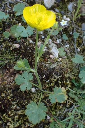 Ranunculus sprunerianus \ Spruners Hahnenfu / Spruner's Buttercup, Chios Anavatos 28.3.2016