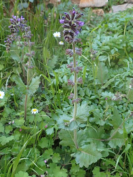 Salvia napifolia \ Rbenblttriger Salbei / Turkish Sage, Chios Anavatos 28.3.2016