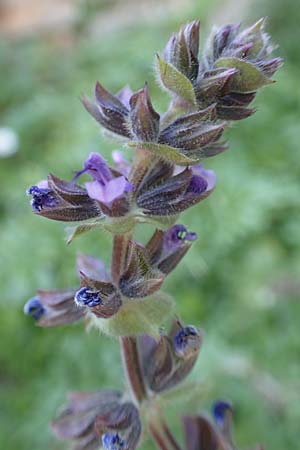 Salvia napifolia \ Rbenblttriger Salbei / Turkish Sage, Chios Anavatos 28.3.2016