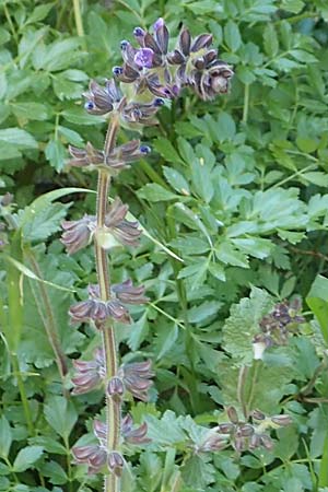 Salvia napifolia \ Rübenblättriger Salbei / Turkish Sage, Chios Anavatos 28.3.2016