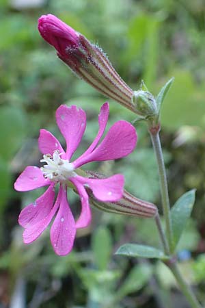 Silene colorata \ Farbiges Leimkraut / Mediterranean Catchfly, Chios Anavatos 28.3.2016