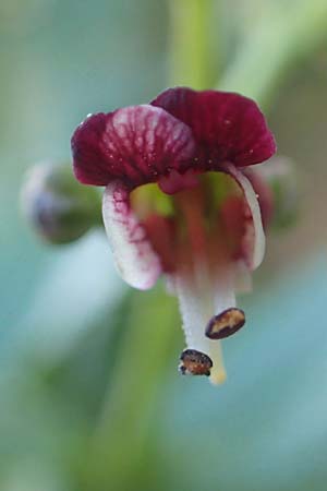 Scrophularia heterophylla \ Verschiedenblttrige Braunwurz, Chios Anavatos 28.3.2016