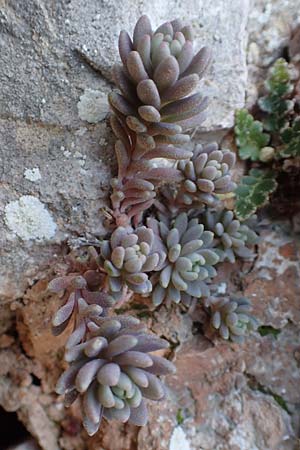 Sedum hispanicum / Spanish Stonecrop, Chios Anavatos 28.3.2016