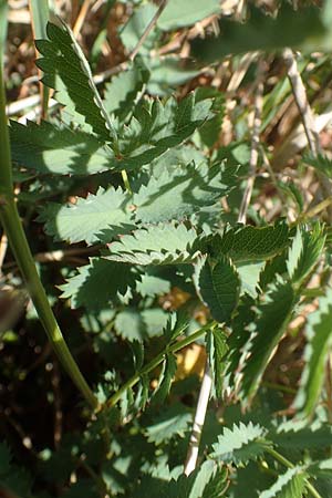 Sanguisorba minor \ Kleiner Wiesenknopf, Chios Pirgi 1.4.2016