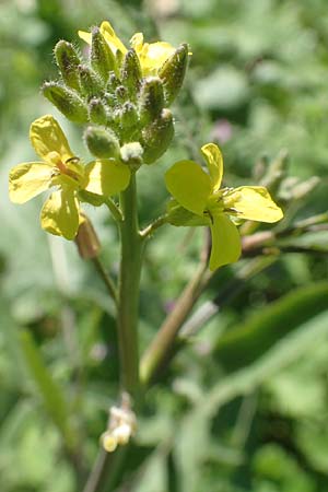 Sisymbrium orientale / Eastern Rocket, Chios Viki 31.3.2016