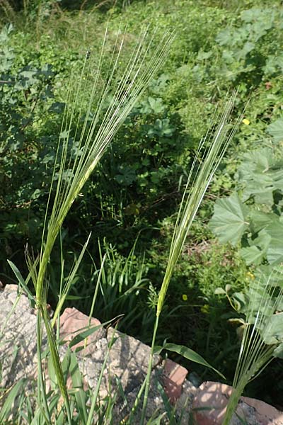 Stipellula capensis \ Gedrehtes Federgras, Kap-Federgras / Mediterranean Needle Grass, Chios Thymiana 1.4.2016