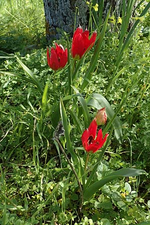 Tulipa agenensis / Sun's Eye Tulip, Chios Vavili 28.3.2016