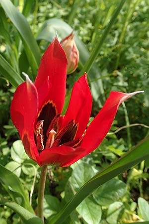 Tulipa agenensis \ Sonnenaugen-Tulpe, Chios Vavili 28.3.2016