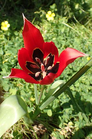 Tulipa agenensis \ Sonnenaugen-Tulpe / Sun's Eye Tulip, Chios Vavili 28.3.2016