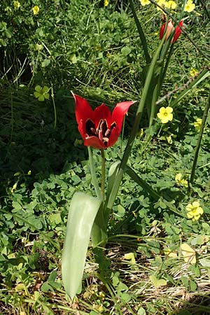 Tulipa agenensis / Sun's Eye Tulip, Chios Vavili 28.3.2016