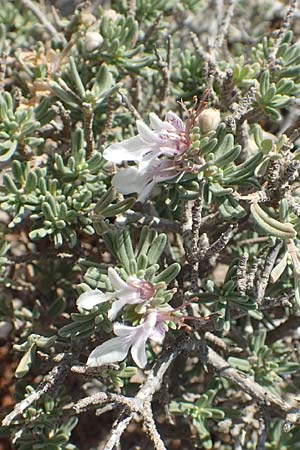 Teucrium brevifolium \ Kurzblättriger Gamander / Coast Germander, Chios Olimbi, Agios Dynami 1.4.2016
