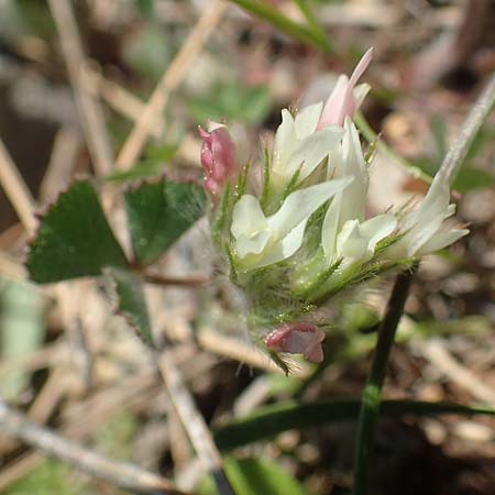 Trifolium stellatum \ Stern-Klee, Chios Katavasi 30.3.2016