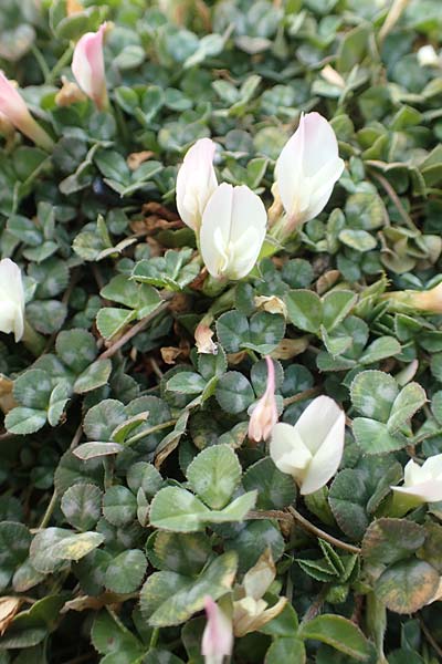 Trifolium uniflorum \ Einbltiger Klee, Chios Emporios 29.3.2016