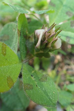 Trifolium clypeatum \ Schild-Klee, Chios Viki 31.3.2016