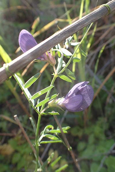 Vicia peregrina \ Fremde Wicke / Wandering Vetch, Chios Pirgi 29.3.2016