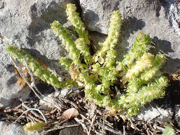 Valantia muralis \ Mauer-Schuttkraut / Wall Valantia, Chios Anavatos 28.3.2016