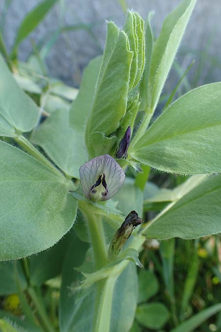 Vicia narbonensis \ Narbonner Wicke / Narbonne Vetch, Chios Kato Fana 29.3.2016