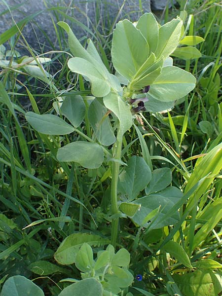 Vicia narbonensis \ Narbonner Wicke / Narbonne Vetch, Chios Kato Fana 29.3.2016