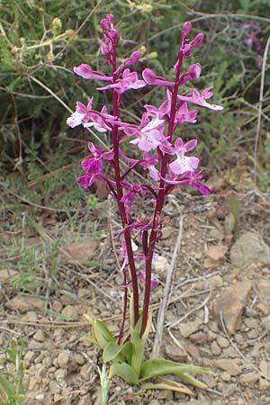 Orchis anatolica \ Anatolisches Knabenkraut / Anatolian Orchid, Chios,  Mesta 2.4.2016 