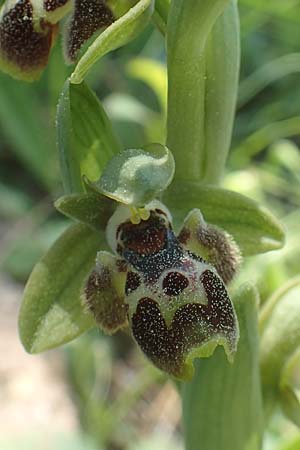 Ophrys bucephala \ Stierköpfige Ragwurz / Bull-Headed Orchid, Chios,  Viki 30.3.2016 