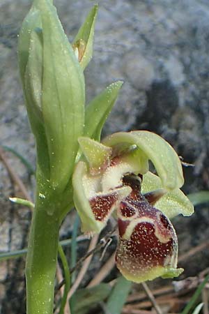 Ophrys bucephala \ Stierköpfige Ragwurz, Chios,  Viki 30.3.2016 