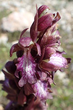 Barlia robertiana \ Roberts Mastorchis / Giant Orchid, Chios,  Avgonima 28.3.2016 