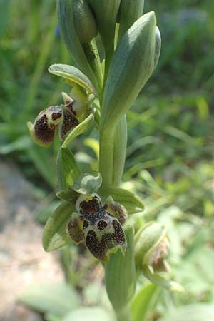 Ophrys bucephala \ Stierköpfige Ragwurz / Bull-Headed Orchid, Chios,  Viki 30.3.2016 