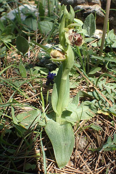 Ophrys bucephala \ Stierköpfige Ragwurz / Bull-Headed Orchid, Chios,  Viki 30.3.2016 