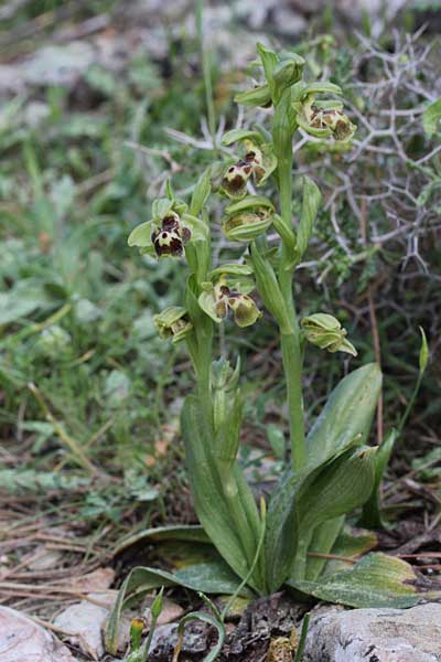 Ophrys bucephala \ Stierköpfige Ragwurz / Bull-Headed Orchid, Chios,  Viki 19.4.2013 (Photo: Jan & Liesbeth Essink)