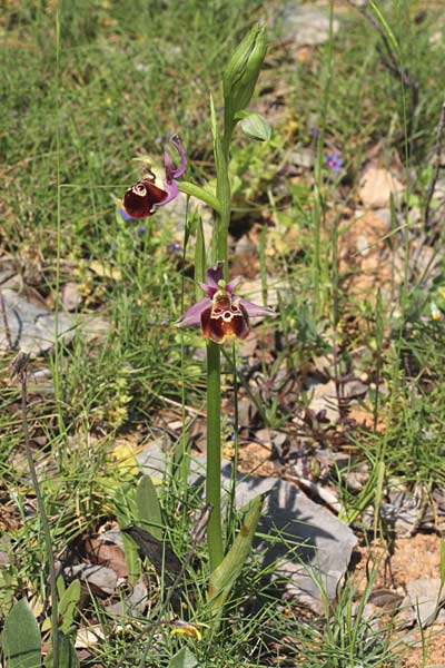 Ophrys chiosica \ Chios-Ragwurz / Chios Bee Orchid, Chios,  Pirgi - Elata 1.5.2013 (Photo: Jan & Liesbeth Essink)