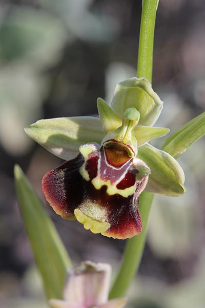 Ophrys chiosica / Chios Bee Orchid, Chios,  Pirgi - Elata 1.5.2013 (Photo: Jan & Liesbeth Essink)