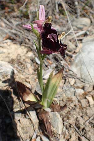 Ophrys ferrum-equinum \ Hufeisen-Ragwurz, Chios,  Sidirounda 30.3.2016 