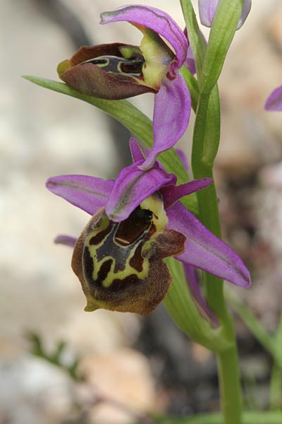 Ophrys homeri \ Homers Ragwurz / Homer's Bee Orchid, Chios,  Pirgi - Kato Fana 6.4.2013 (Photo: Jan & Liesbeth Essink)