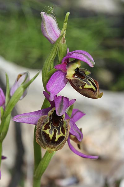 Ophrys homeri \ Homers Ragwurz, Chios,  Pirgi - Kato Fana 6.4.2013 (Photo: Jan & Liesbeth Essink)