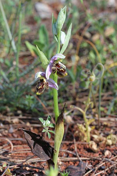 Ophrys homeri \ Homers Ragwurz / Homer's Bee Orchid, Chios,  Vessa NE-Plateau 29.4.2013 (Photo: Jan & Liesbeth Essink)