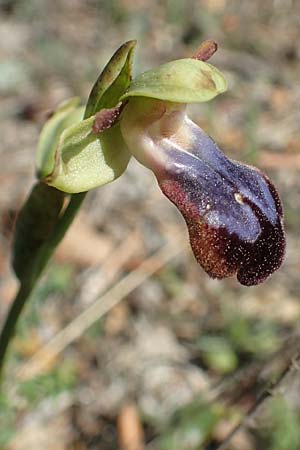 Ophrys iricolor \ Regenbogen-Ragwurz / Rainbow Bee Orchid, Chios,  Sidirounda 30.3.2016 