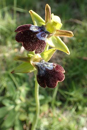 Ophrys iricolor / Rainbow Bee Orchid, Chios,  Sidirounda 30.3.2016 