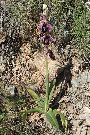 Ophrys labiosa / Lipped Orchid, Chios,  Sidirounda 30.3.2016 