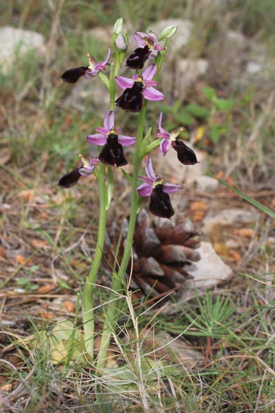 Ophrys labiosa / Lipped Orchid, Chios,  Avgonima 7.4.2013 (Photo: Jan & Liesbeth Essink)